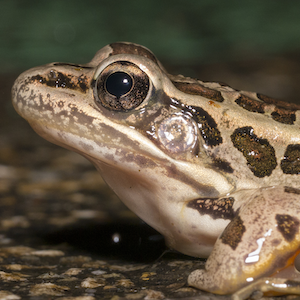 Leopard Frog Headshot Animal Yearbook