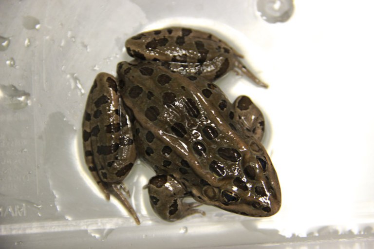 Leopard frog