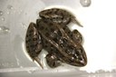 Leopard frog