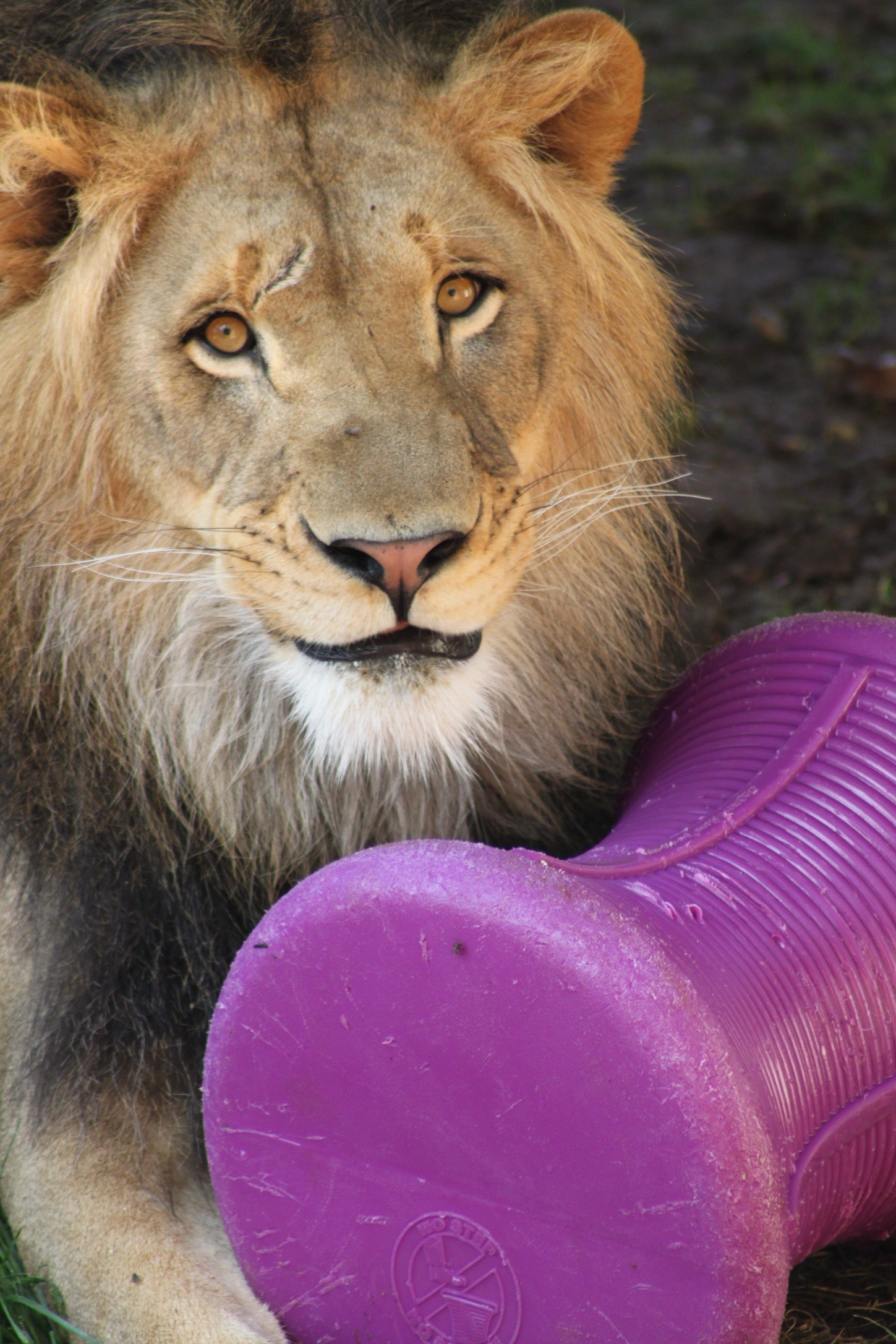 Lion Enrichment BioPark Connect