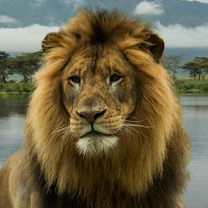 Lion Headshot Animal Yearbook