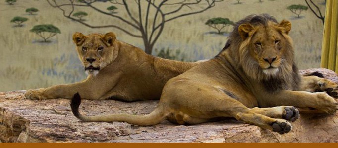 Lions banner
