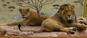 Lions banner