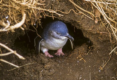 Little blue penguin burrow