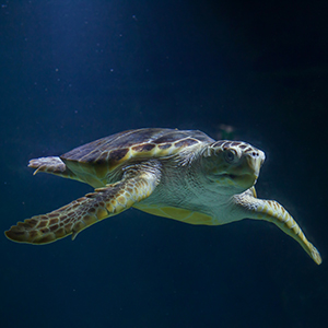 Headshot of Loggerhead Sea Turtle