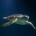 Loggerhead Sea Turtle Headshot Aquarium Yearbook