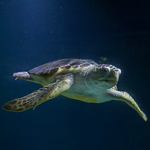 Loggerhead Sea Turtle Headshot Aquarium Yearbook