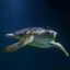 Loggerhead Sea Turtle Headshot Aquarium Yearbook