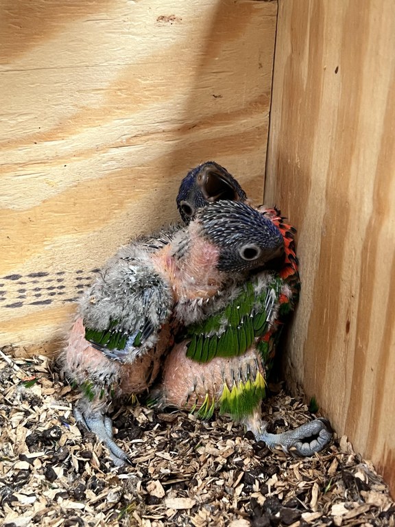 Lorikeet Chicks August 2022