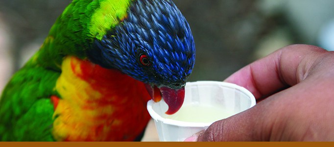 lorikeet feeding