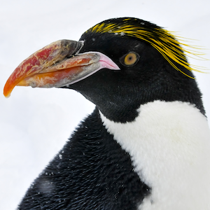 Macaroni Penguin Headshot 