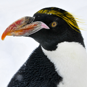 Macaroni Penguin Headshot Animal Yearbook