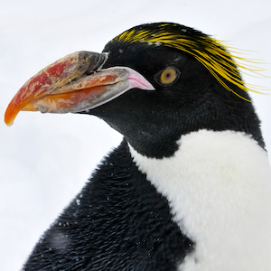 Macaroni Penguin Headshot Animal Yearbook