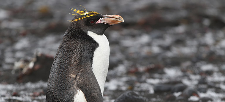 macaroni-penguin