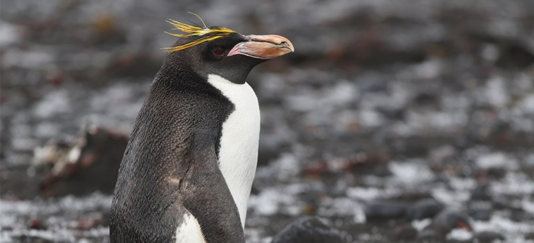 Macaroni Penguin Stock Photo