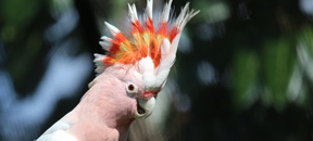 Major Mitchell's Cockatoo