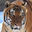 Malayan Tiger Headshot Animal Yearbook