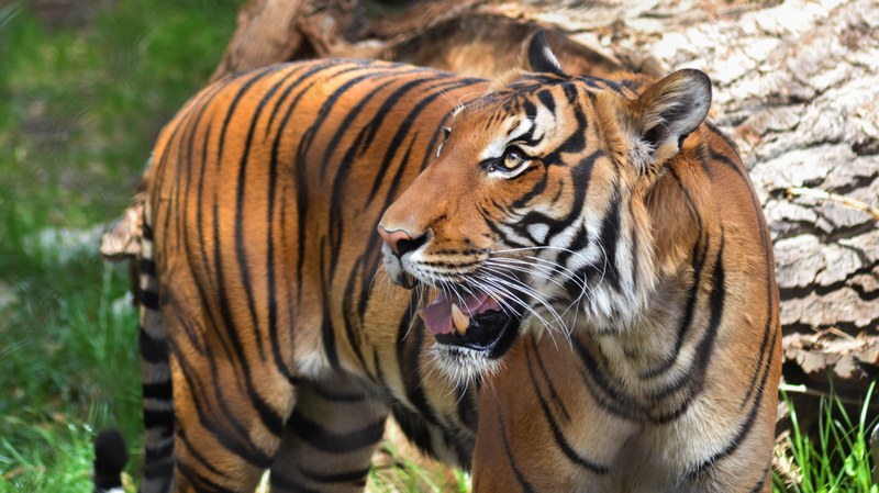 Zoo Header May 2026