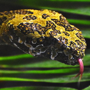 Mangshan Viper Headshot Animal Yearbook