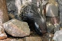 Cape porcupine