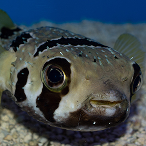 Headshot of Porcupine Puffer