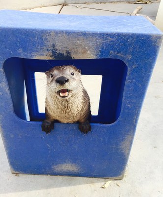 Mayhem the otter peeking out of blue box at the BioPark, 2017.