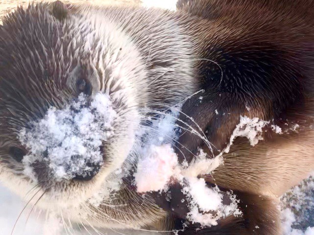 Otter Mayhem in snow, 2019.