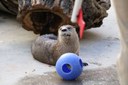Otter Mayhem with a Ball
