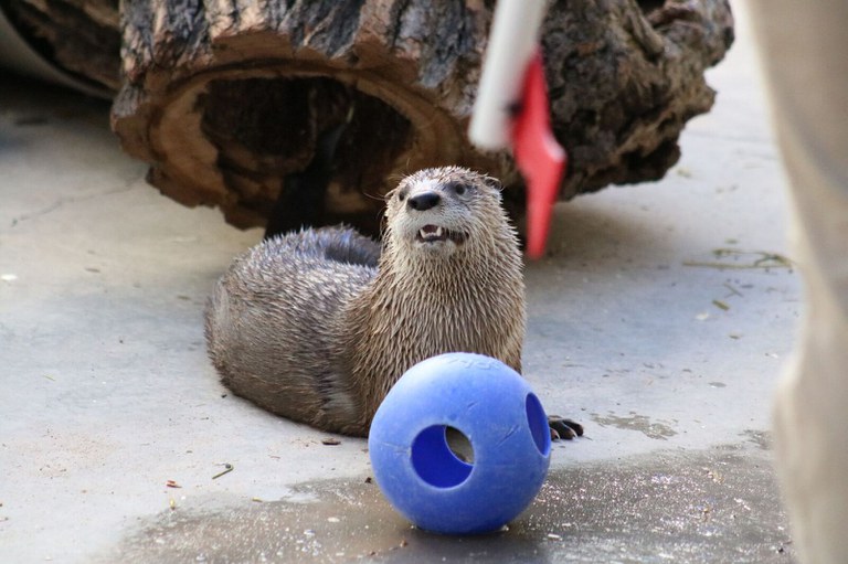 Otter "Mayhem" at the BioPark.