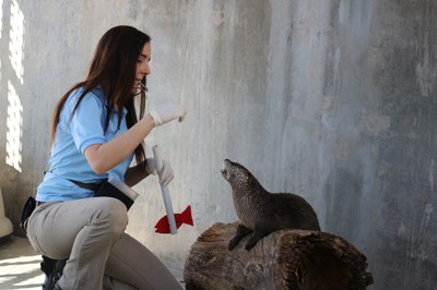 Mayhem the otter training at the BioPark, 2017.