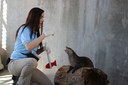 Mayhem otter training BioPark