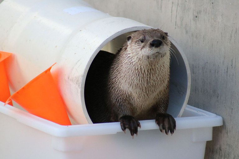 Otter Mayhem at the BioPark