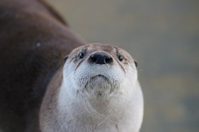 Mayhem the otter at the BioPark, 2017.