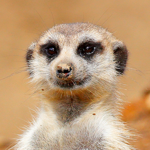 Meerkat Headshot Animal Yearbook