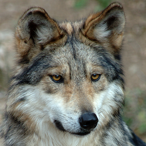 Mexican Gray Wolf Headshot 