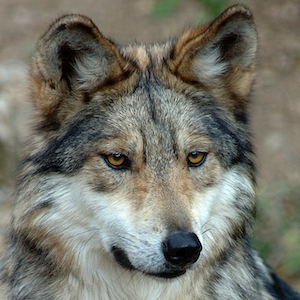 Mexican Gray Wolf Headshot Animal Yearbook