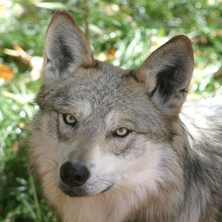 mexican wolf square