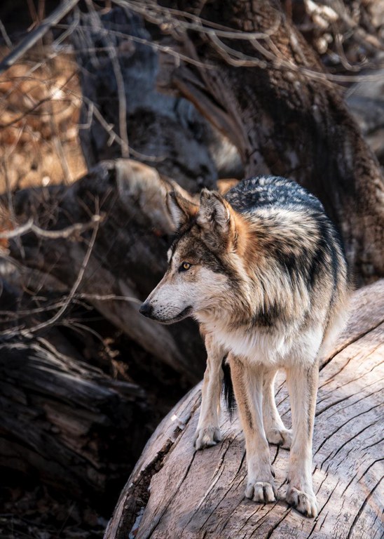 Mexican gray wolf Archer