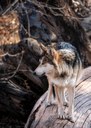 Mexican gray wolf Archer