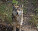 Mexican gray wolf female