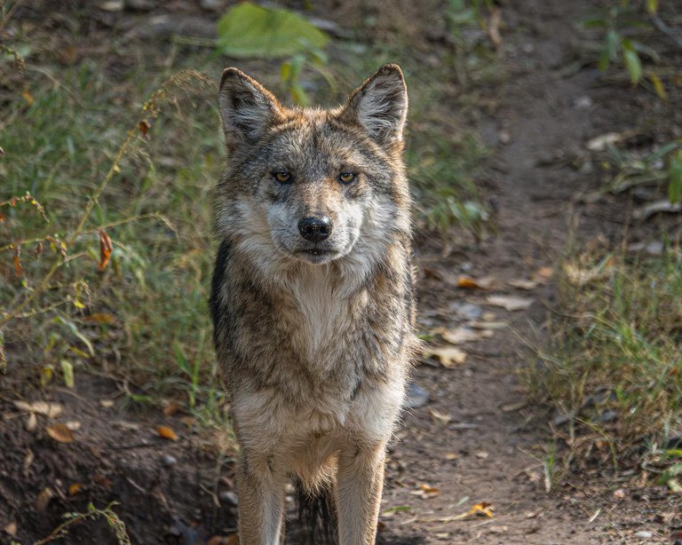 Mexican gray wolf female