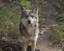 Mexican gray wolf female