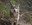 Mexican gray wolf female