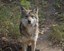 Mexican gray wolf female