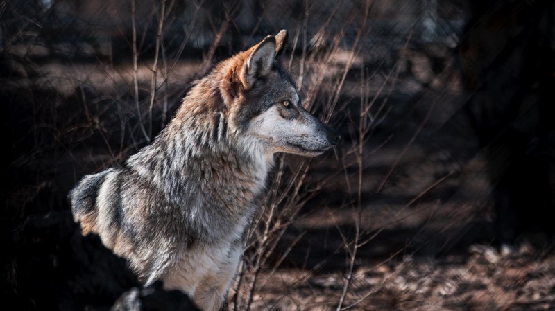Mexcan Wolf SAFE conference cover