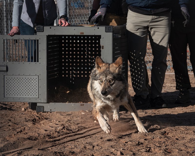 Mexican gray wolf release