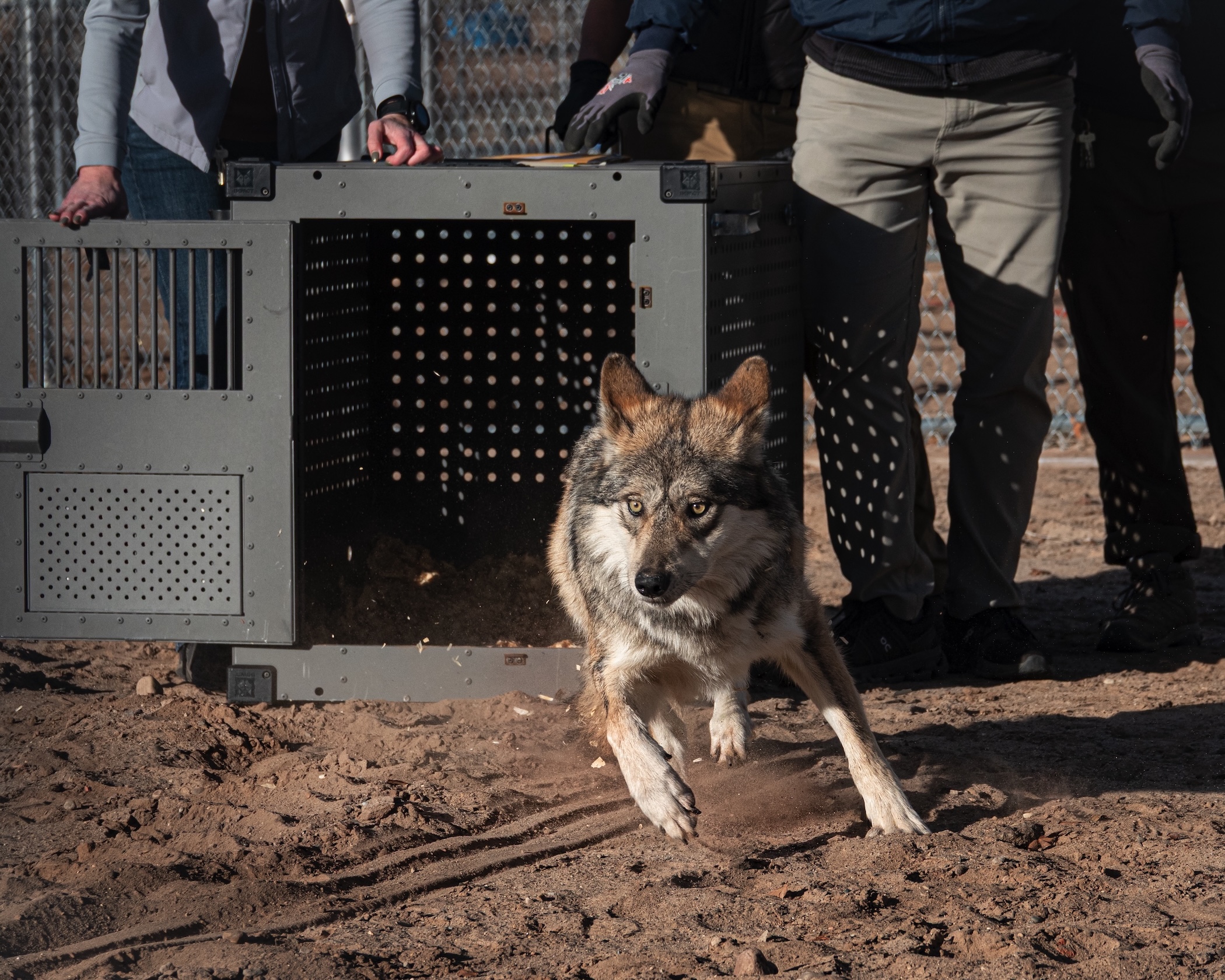 Mexican gray wolf release
