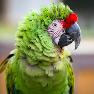 Military Macaw Headshot