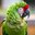 Military Macaw Animal Yearbook