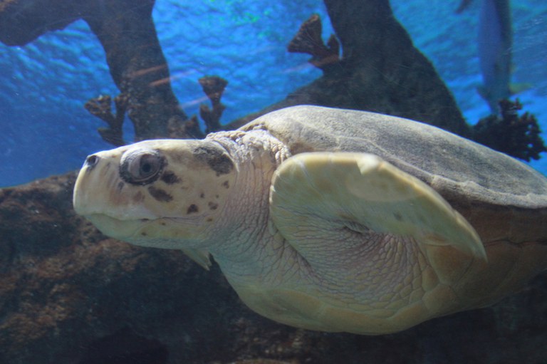 Mimi Loggerhead Turtle